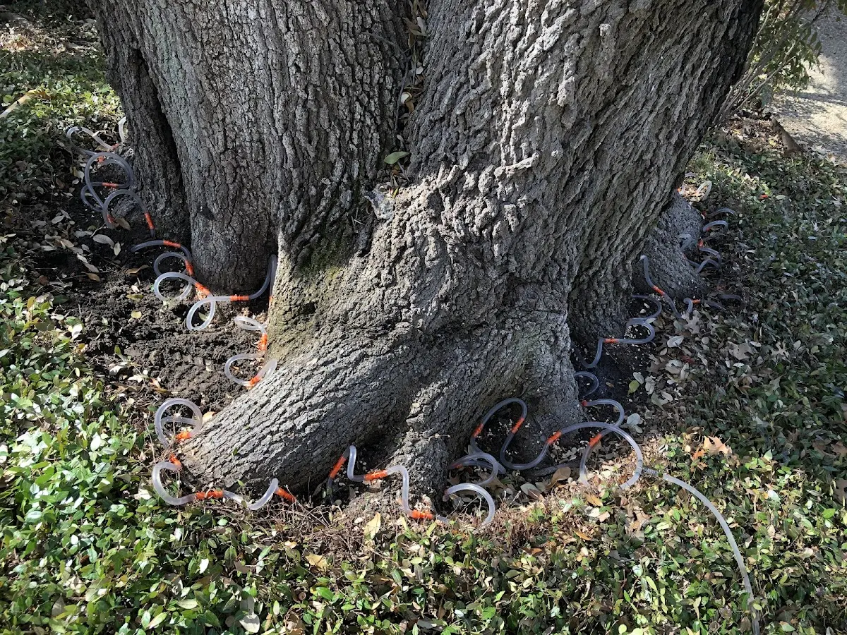 Detailed Tree Cabling and Bracing job site in Choccolocco