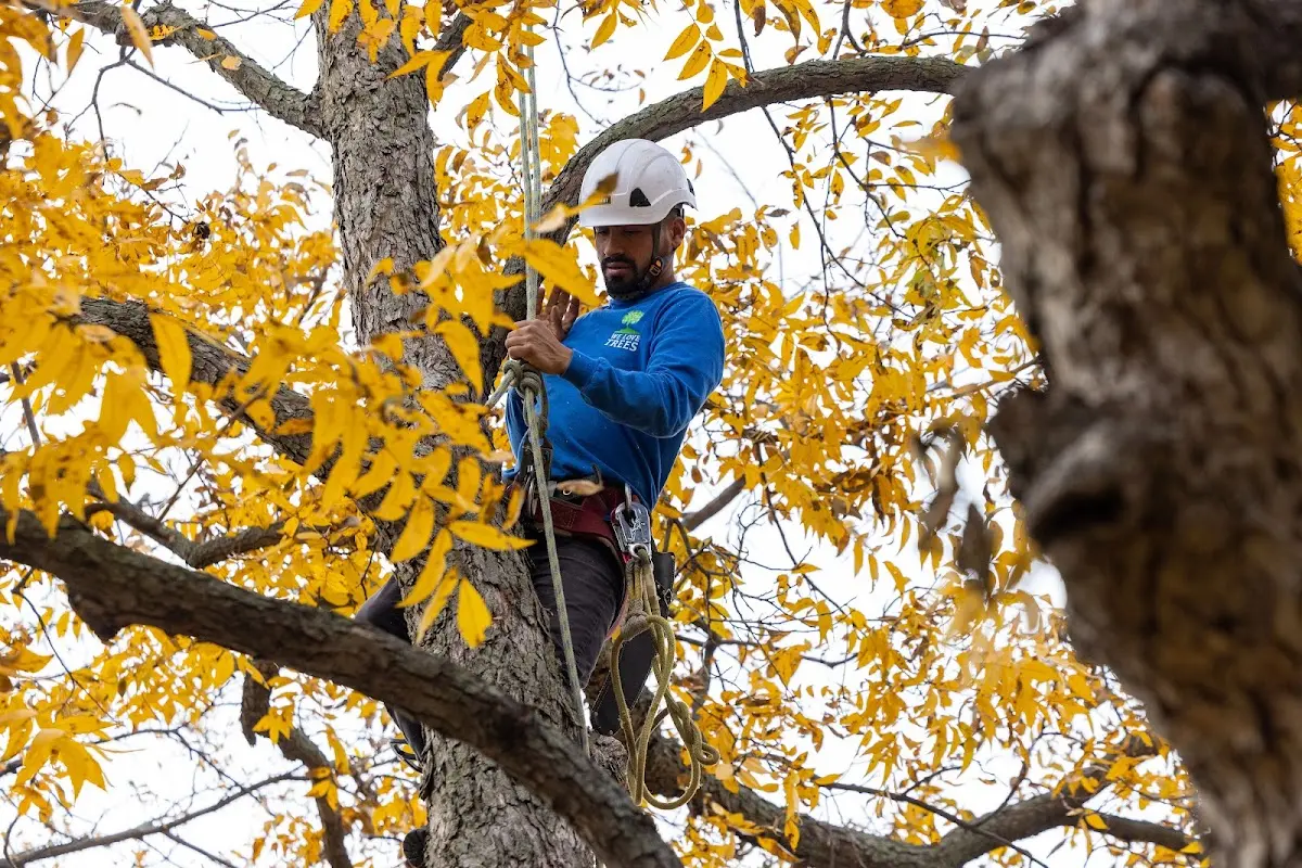 Skilled Tree Pruning crew working in Choccolocco
